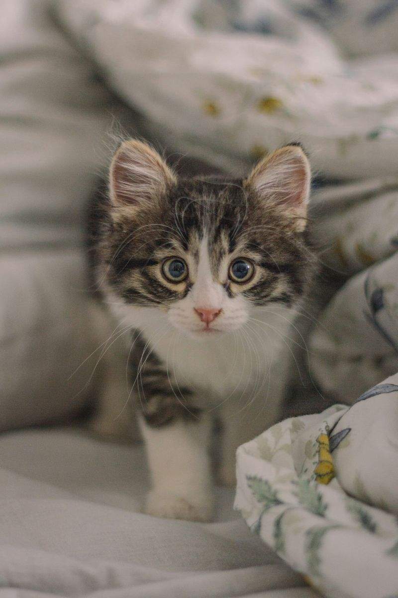 春のおうち時間をもっと快適に。猫が喜ぶくつろぎ空間づくり