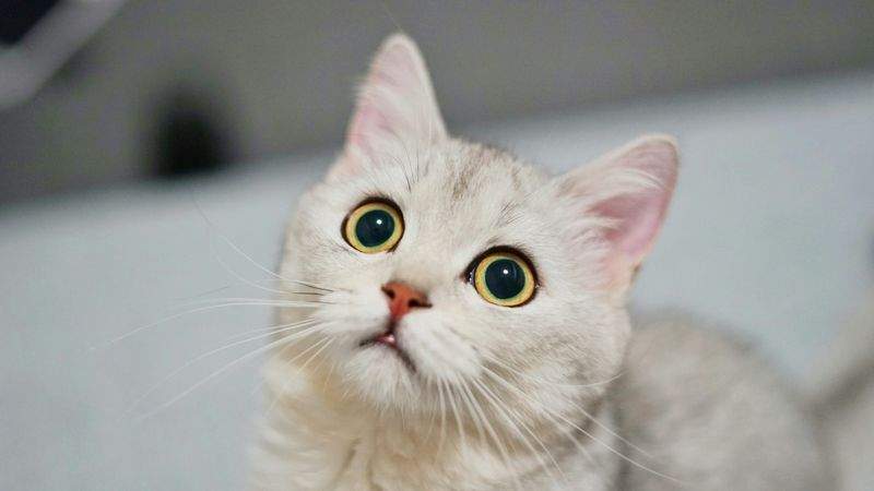 寒い季節も安心。冬の猫ケアで気をつけたいこと