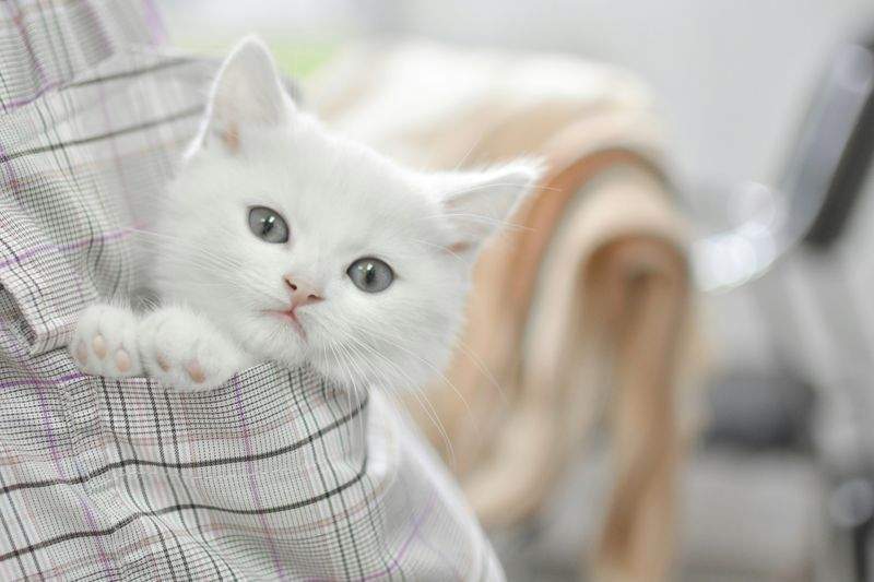 にゃんこライフ・ジャパン 3