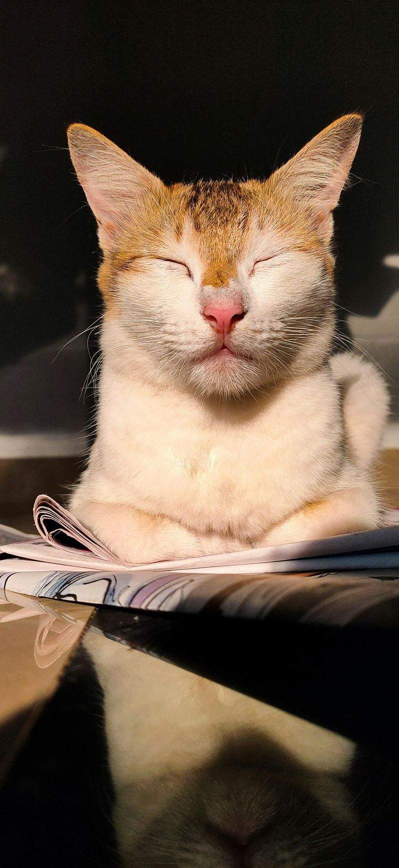 シニア猫向けケア提案