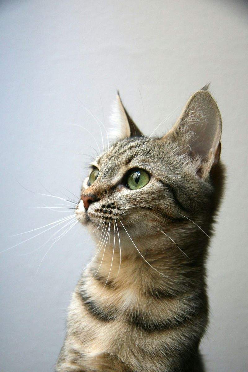 多頭飼育向け生活設計サポート
